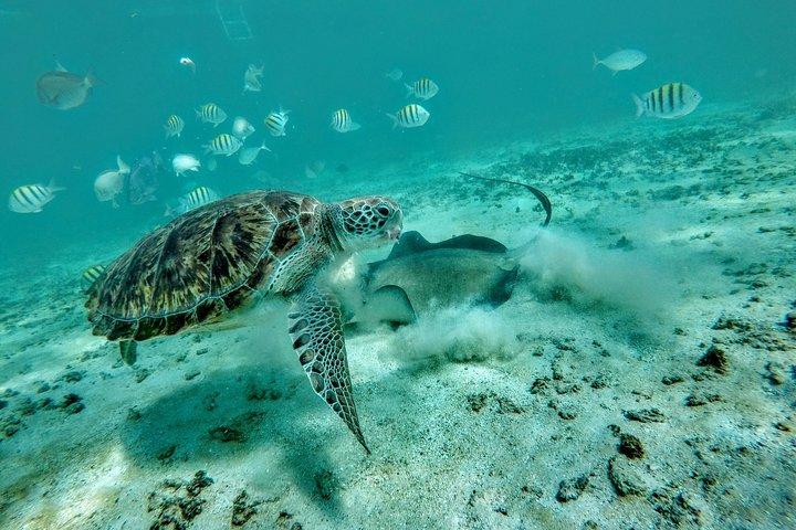 Private Cenote & Snorkeling Tour with Turtles in Akumal