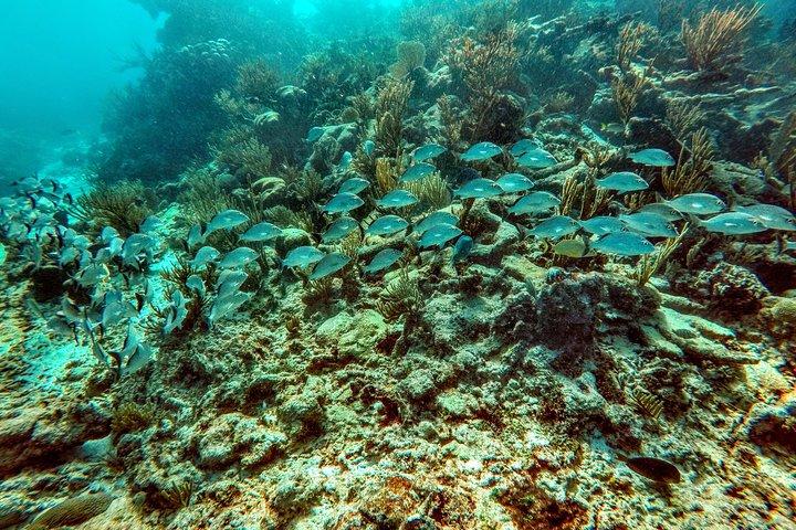 Private Cenote & Snorkeling Tour with Turtles in Akumal