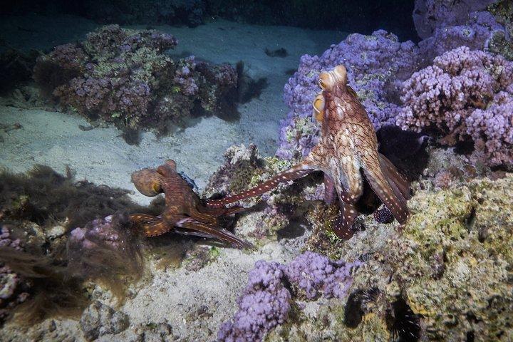 Night Snorkeling