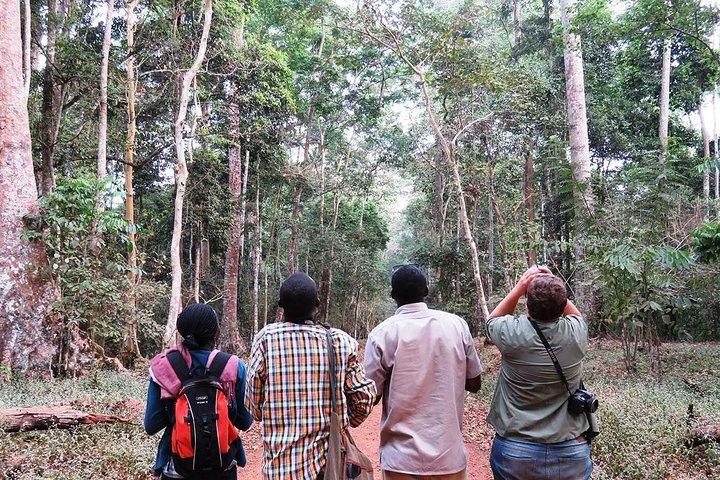 Experience Chimpanzee Trekking in Budongo Forest
