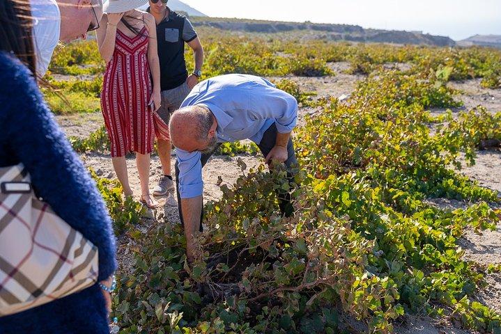 Santorini Wine Roads Tour with Wine Tastings Morning & Sunset