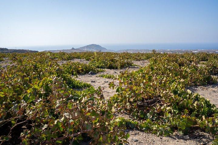 Santorini Wine Roads Tour with Wine Tastings Morning & Sunset