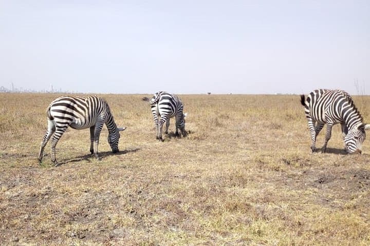 Lake Naivasha Full day Tour With Boat Rides