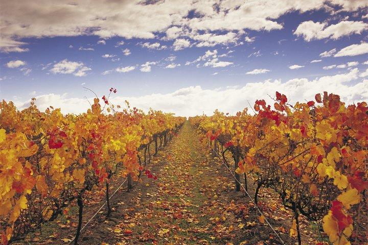 Yarra Valley Wildlife & Wine Day Tour with Healesville Sanctuary