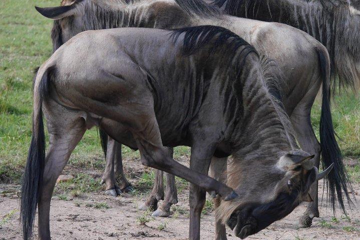 Tarangire National Park Full day Tour