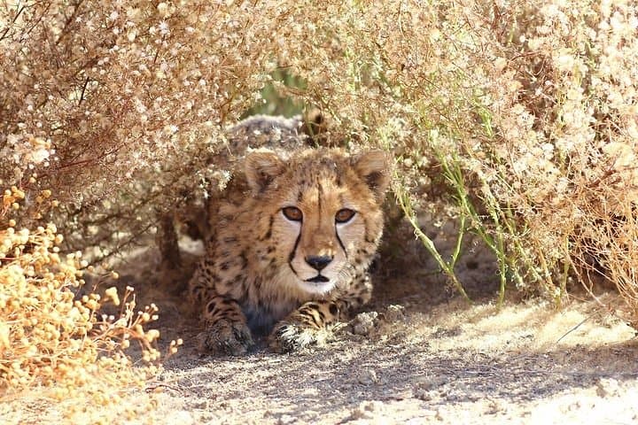 Cheetah encounter and Cape Wine lands Tour.