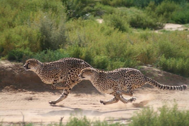 Cheetah encounter and Cape Wine lands Tour.