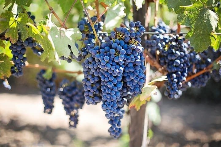 Cape Winelands and Kisternbosch Botanical Garden Full Day Tour.