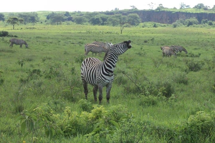 Day Tour Nairobi to the Lake Nakuru National Park