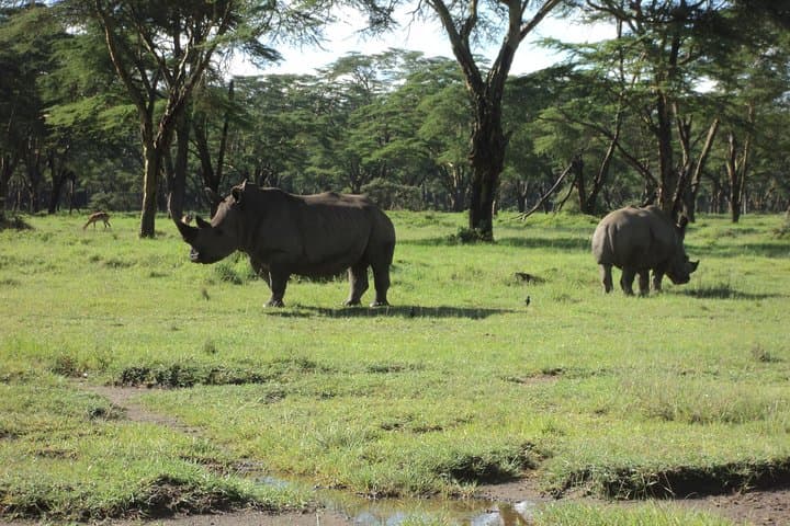Day Tour Nairobi to the Lake Nakuru National Park