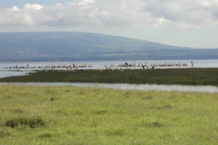 Day Tour Nairobi to the Lake Nakuru National Park