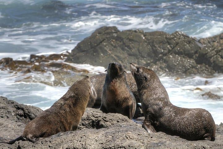 Seal Island, World of Birds and Cape City Center Tour.
