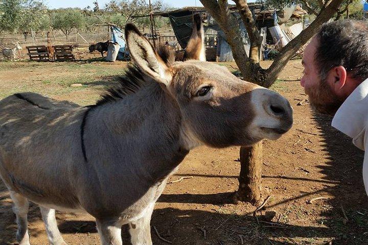 Inspirational Nature Walking Tour with Donkeys in The Hague