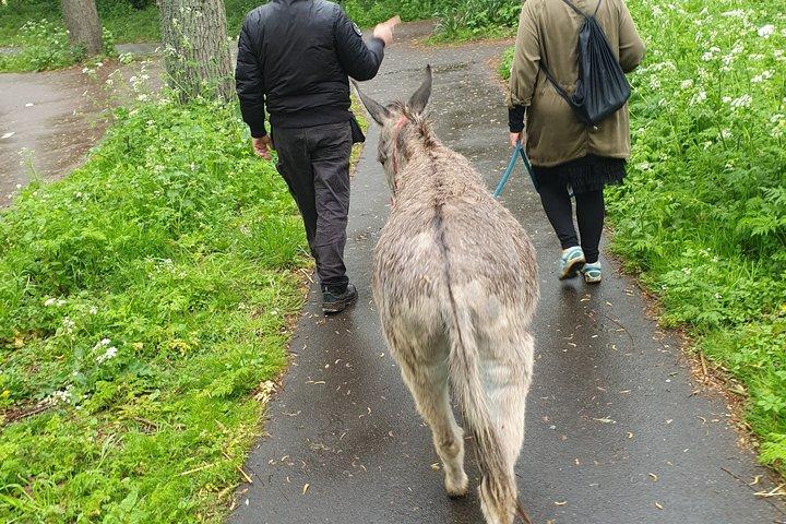 Inspirational Nature Walking Tour with Donkeys in The Hague