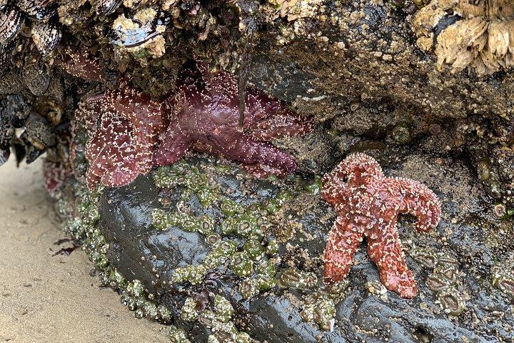 Oregon Coastal Tour to Cannon Beach and Haystack Rock