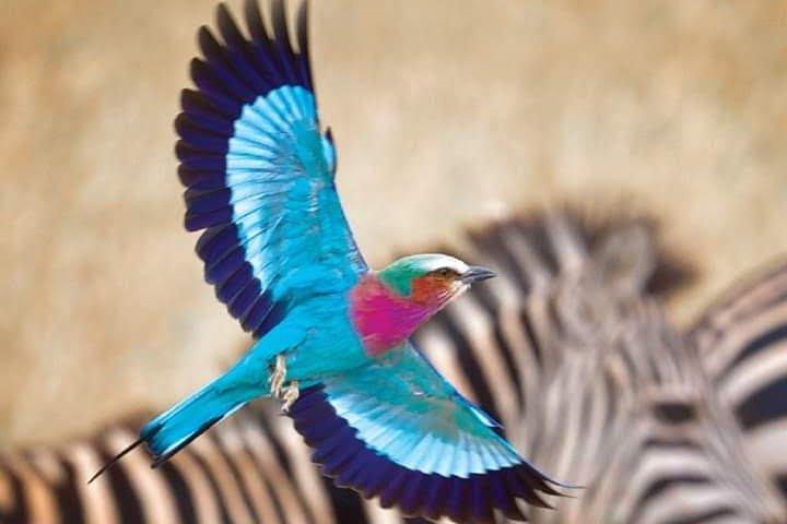 1 Day trip to Hells gate National park and Lake Naivasha boat ride
