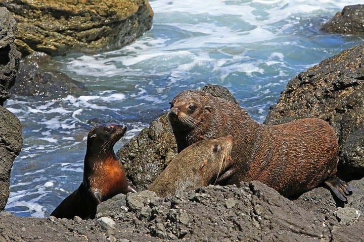 Snorkeling with Seals and Cape Peninsula Full-Day Private Tour