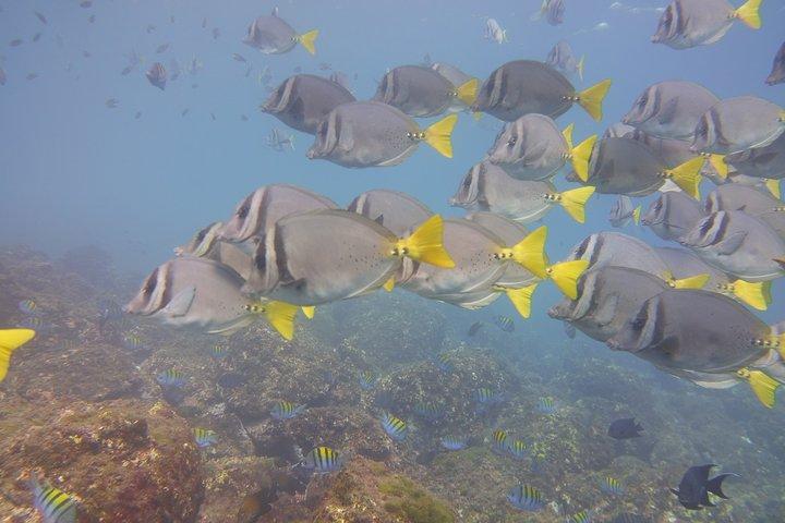 Half-Day Snorkeling Experience in Tamarindo