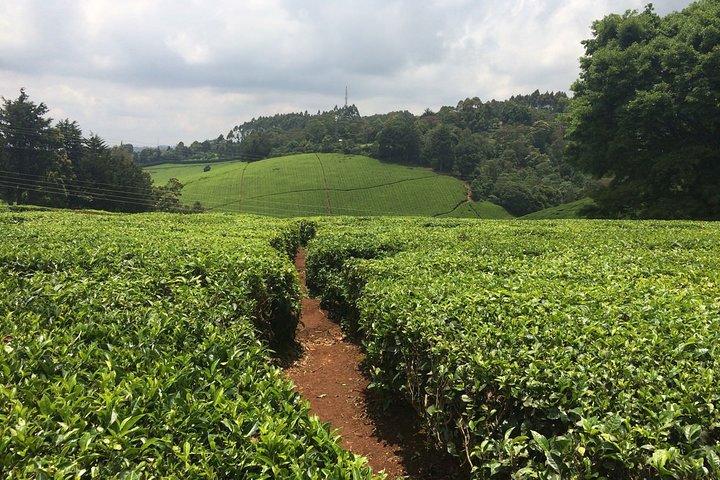 Kiambethu Tea Farm Full-Day Tour from Nairobi with Lunch