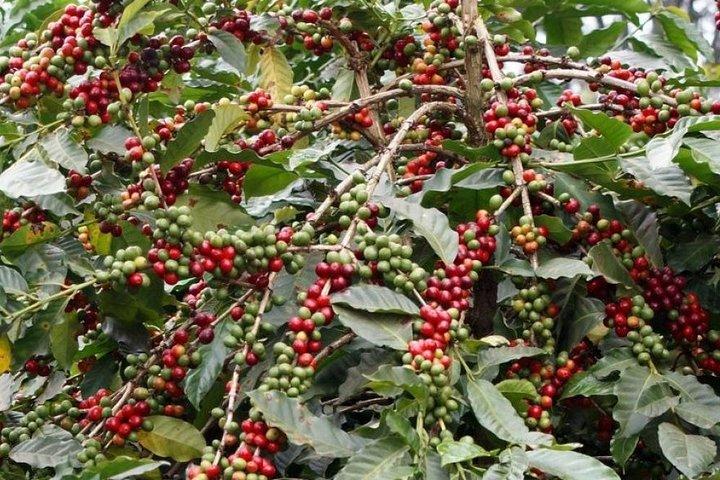 Materuni Waterfalls and Coffee Day Tour