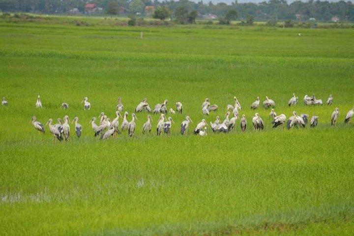 Tuk Tuk Journey: Exploring Rural Life and Silk Farm Craftsmanship