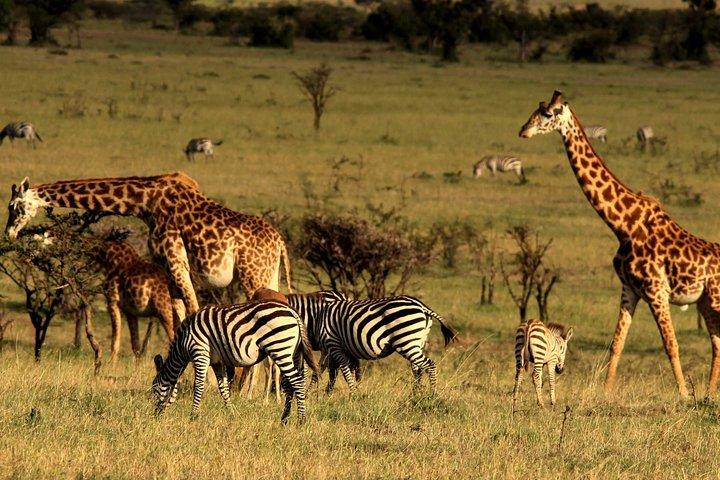 3 Days Amboseli National Park-Lodge Safari with Private 4x4 JEEP
