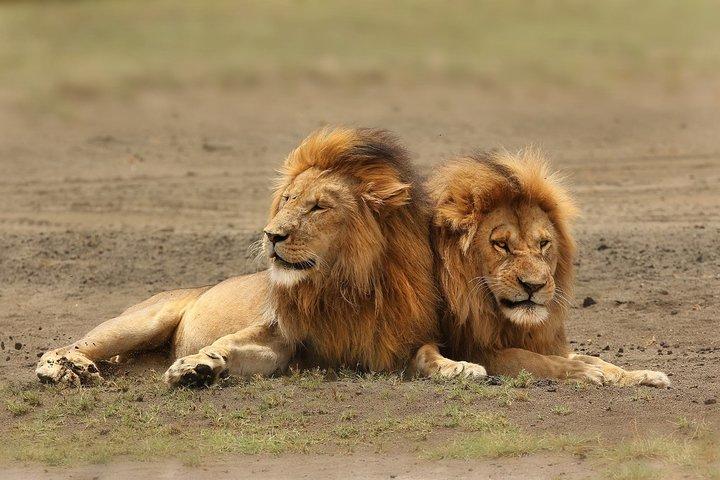 3 Days Amboseli National Park-Lodge Safari with Private 4x4 JEEP