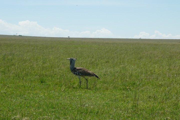 5 Days Safari to Lake Bogoria N/R, Lake Nakuru N/P and Maasai Mara N/R.