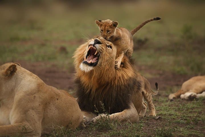 6 Days Masai Mara, Lake Nakuru & Amboseli-Ultimate Kenyan Safari