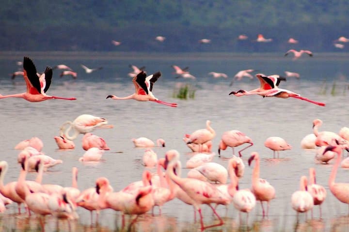 8 Days, 7 Nights Safari – Lake Nakuru, Maasai Mara, Naivasha and Amboseli Park