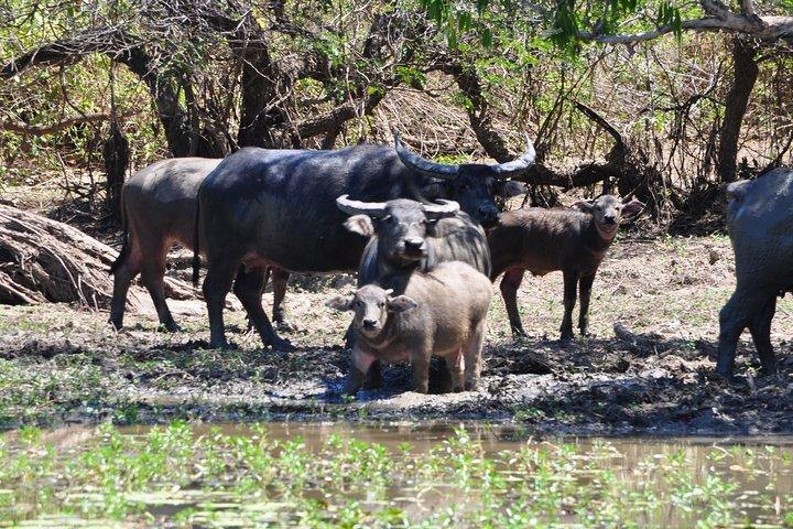 Jumping Crocodile Cruise with lunch