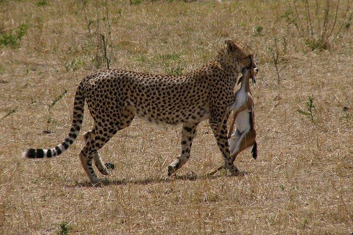 4Days/3Nights Comfort in Serengeti, Ngorongoro ,L Manyara