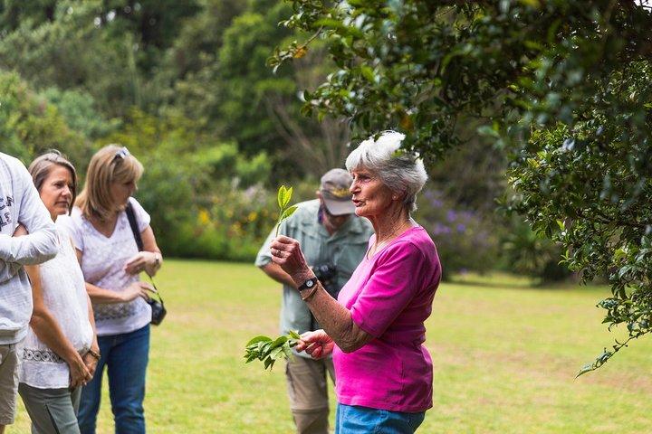 Kiambethu Tea Farm Tour From Nairobi with Lunch