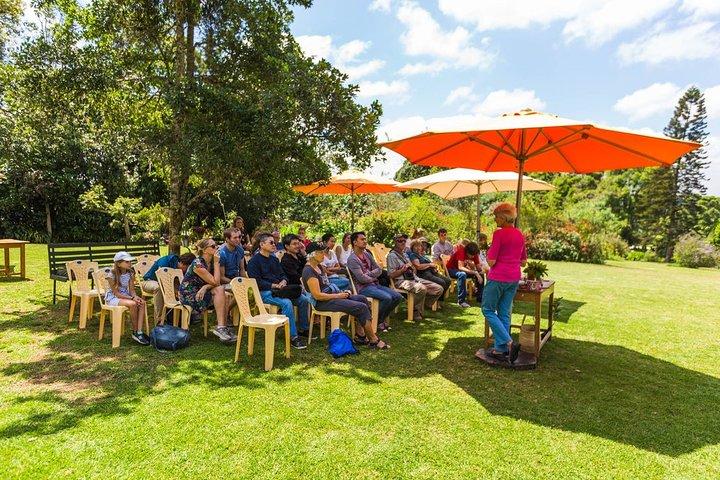 Kiambethu Tea Farm Tour From Nairobi with Lunch