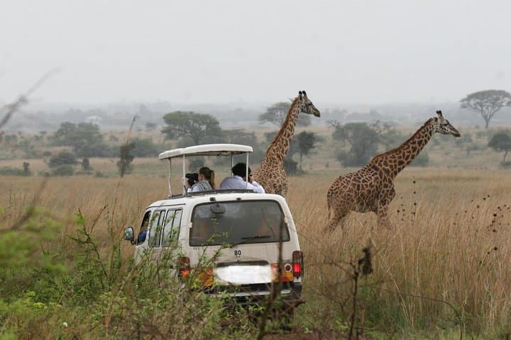 Nairobi Airport Layover to Nairobi National Park