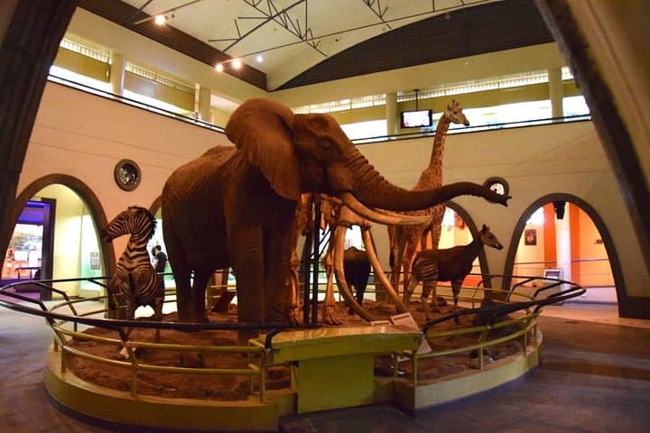 Nairobi National Museum and Snake Park Guided Tour