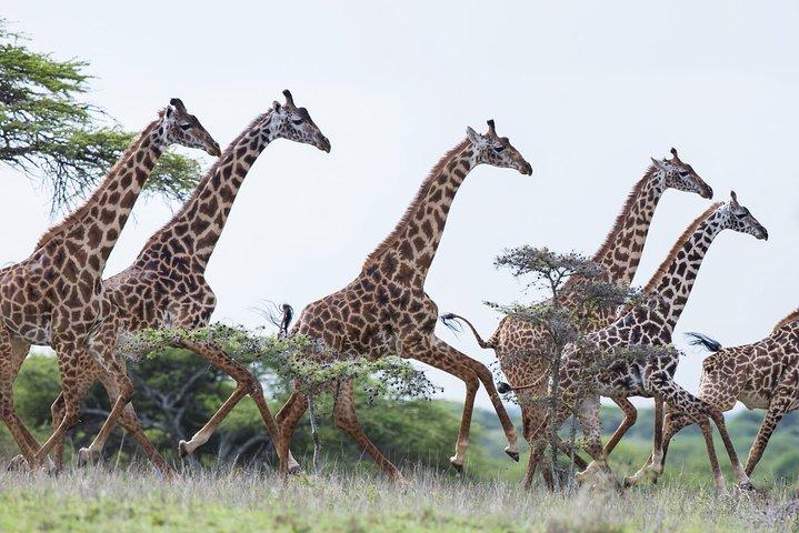 Giraffe Center Guided Tour from Nairobi
