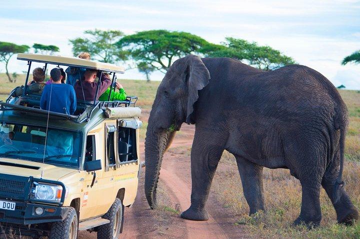 5 Days Lodge Safari.