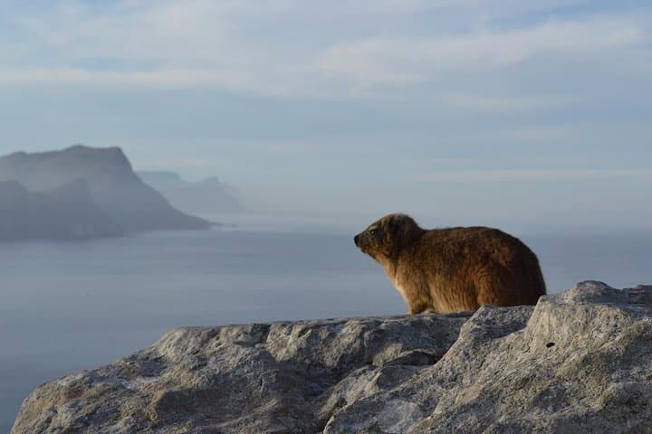 Private day tour to the Cape of Good Hope