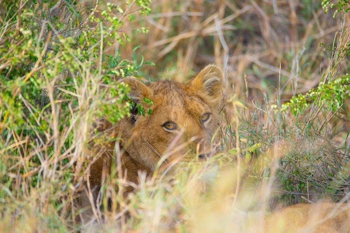 7 Days Lodge Safari.