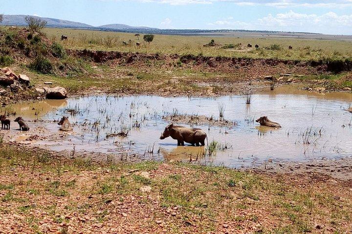 7 Days Maasai Mara, Lakes Nakuru, Naivasha & Amboseli Group Tour