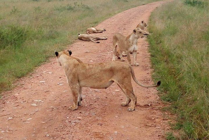 7 Days Maasai Mara, Lakes Nakuru, Naivasha & Amboseli Group Tour