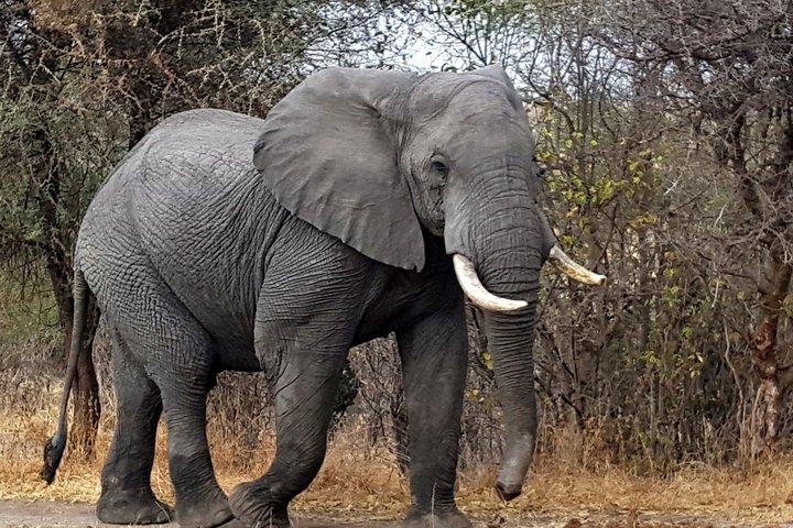 Majestic Tanzania: 10-Day Luxury Safari Adventure