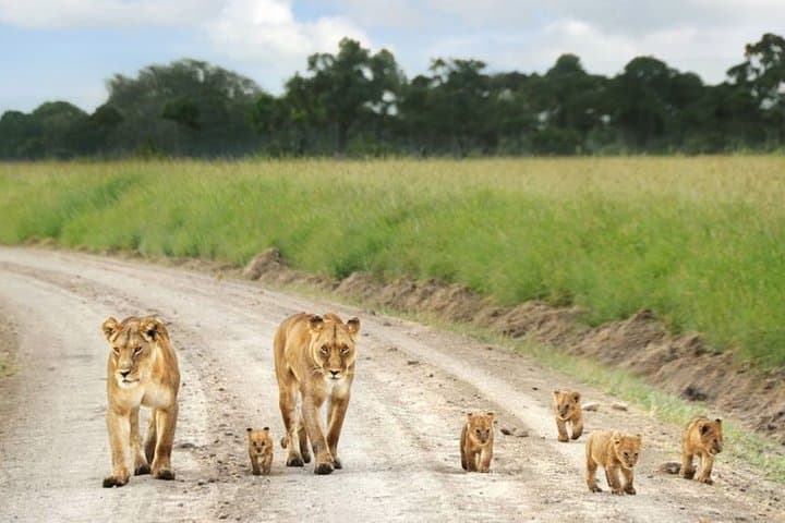 Nairobi Airport Layover Half Day Tour to Nairobi National Park