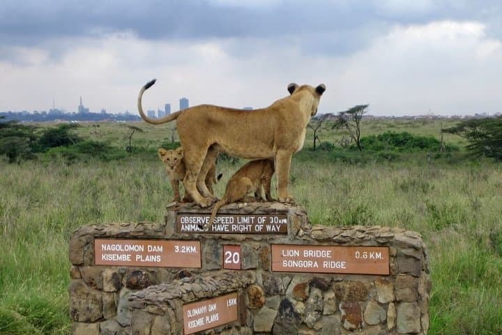 Nairobi Airport Layover Half Day Tour to Nairobi National Park