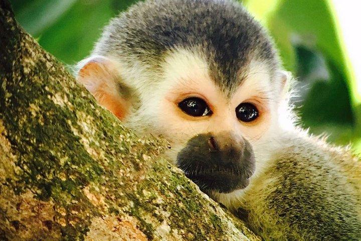Manuel Antonio National Park: A Complete Wildlife Experience