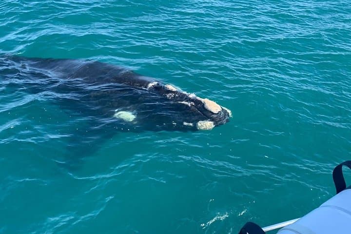 Whale Watching, Wine tasting and Penguin colony visit Guided tour