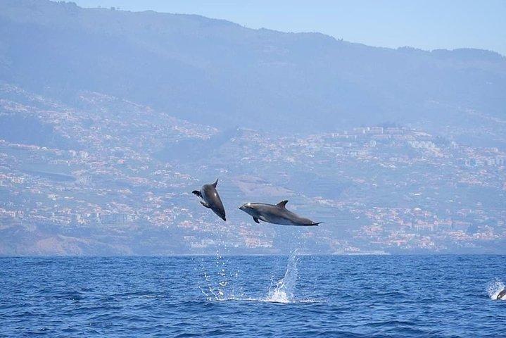 Magic Dolphin Celebrity