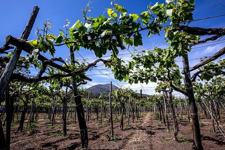 Pompeii Small Group Tour & Food/Wine tasting at Mt. Vesuvius