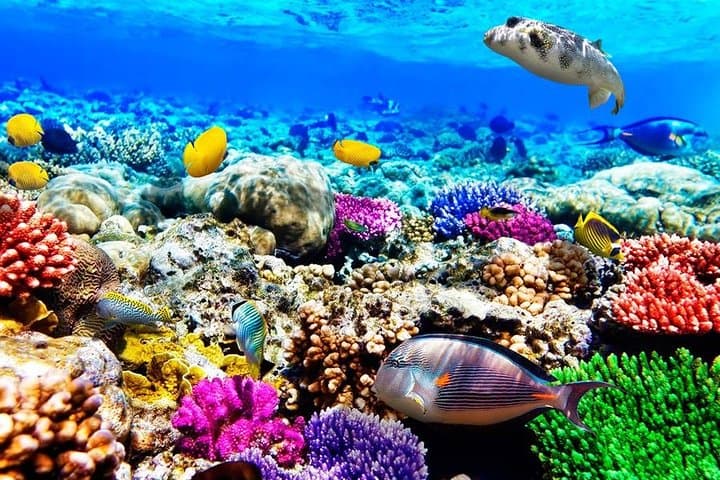 Mnemba Snorkeling; Kuza Cave; Paje Beach; The Rock; Salaam Cave